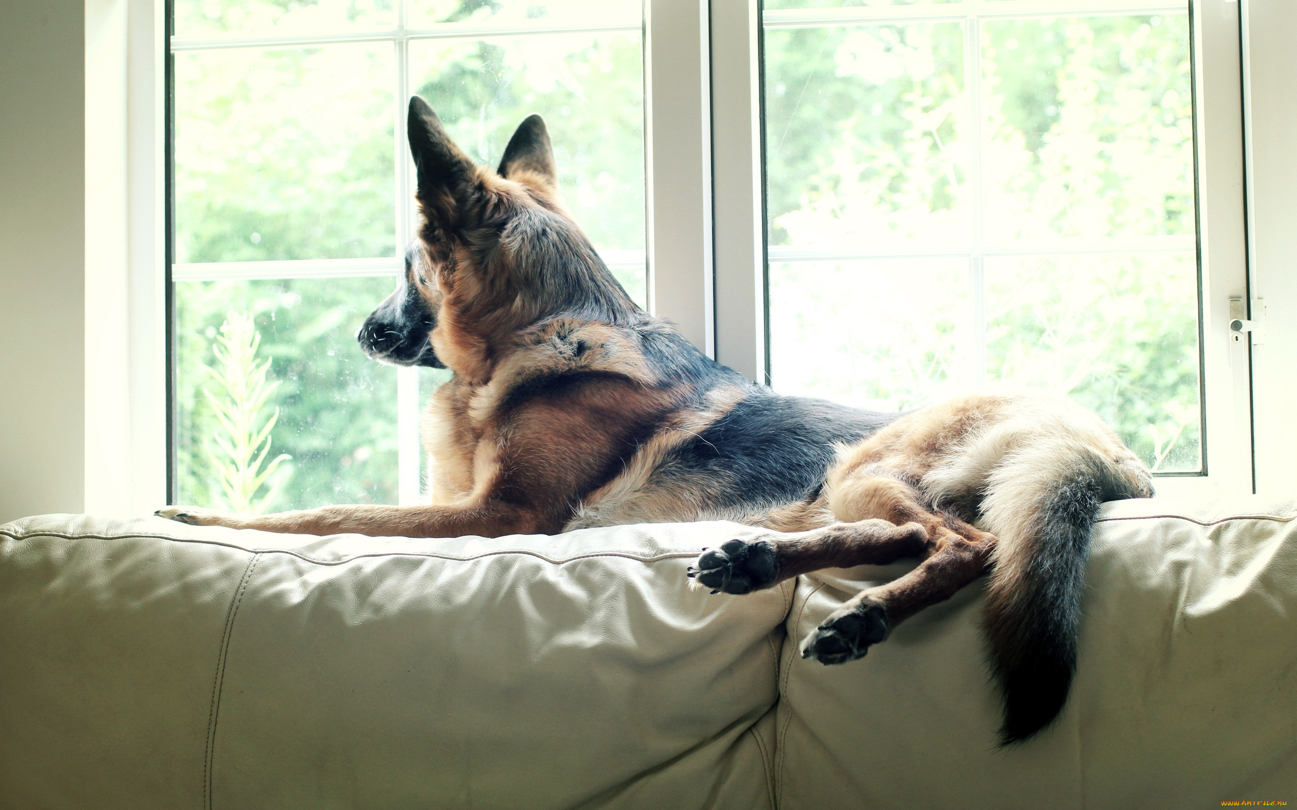 , , watching, pet, dog, german, shepherd